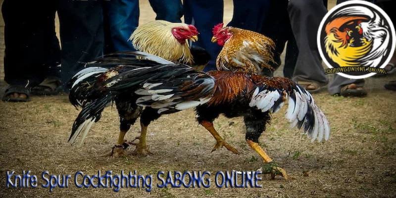 Knife spur cockfighting